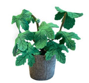 KidsDepot vijgenboom (Ficus carica) - groen