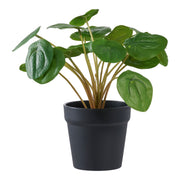Pelia - Kunstplant, groen H:28 cm