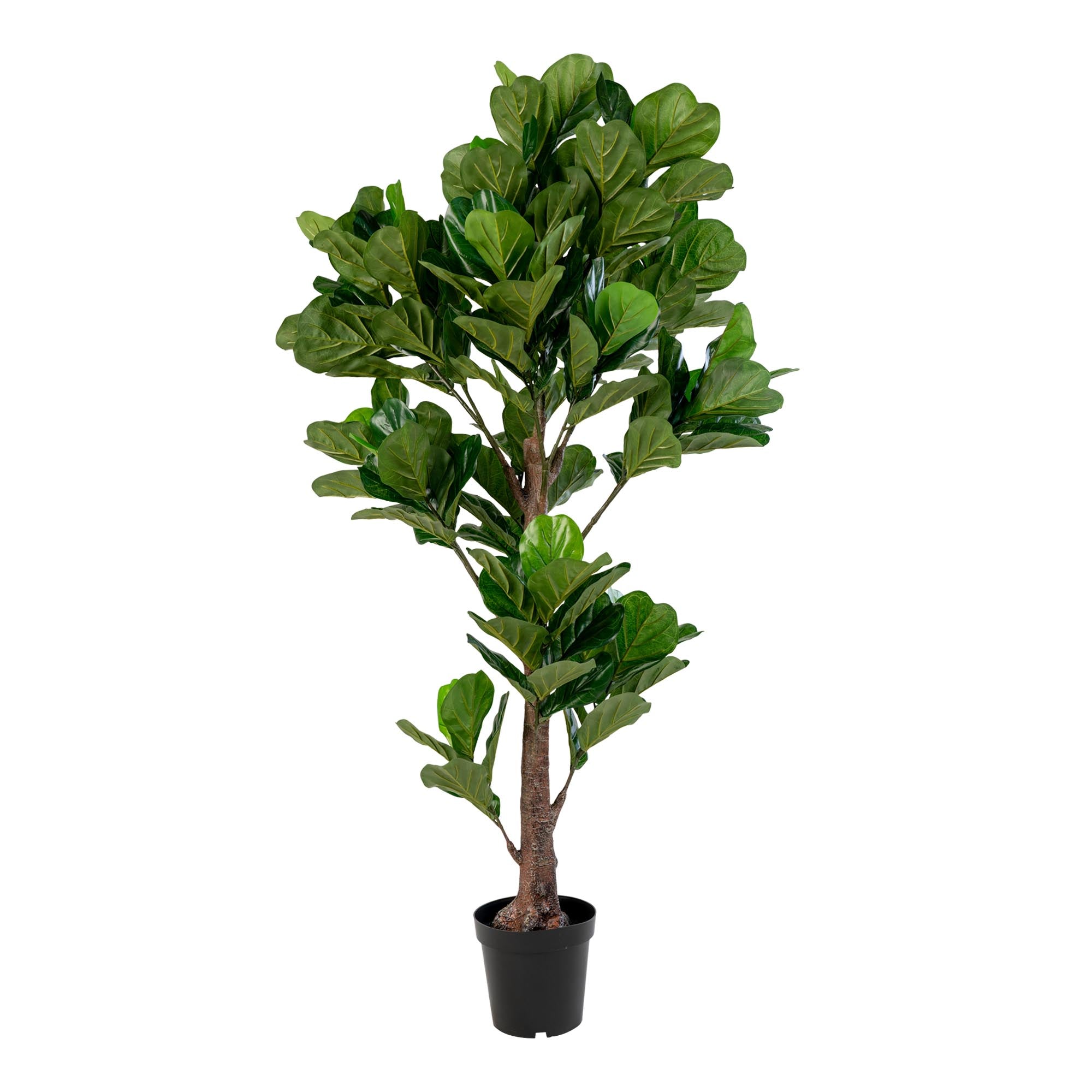 Vioolbladplant - Kunstplant, groen H:190 cm
