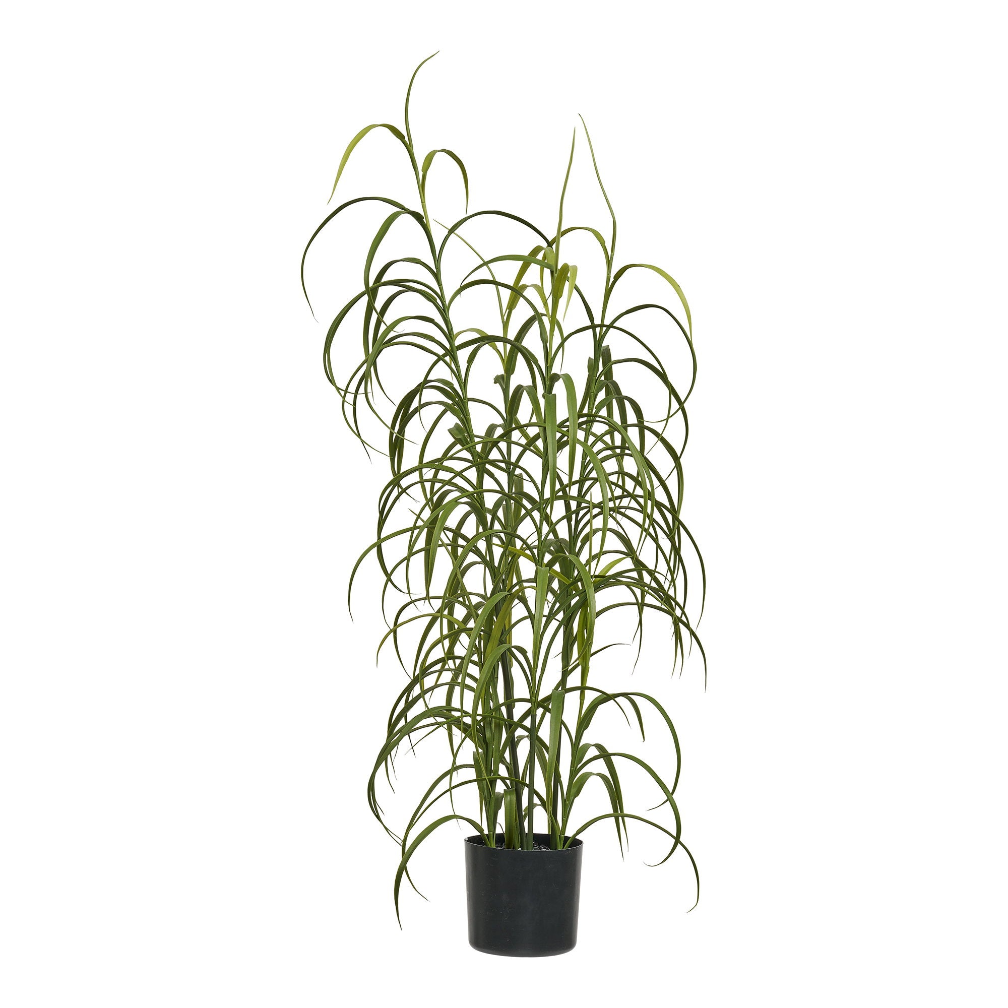 Grasplant - Plant, groen H:68 cm