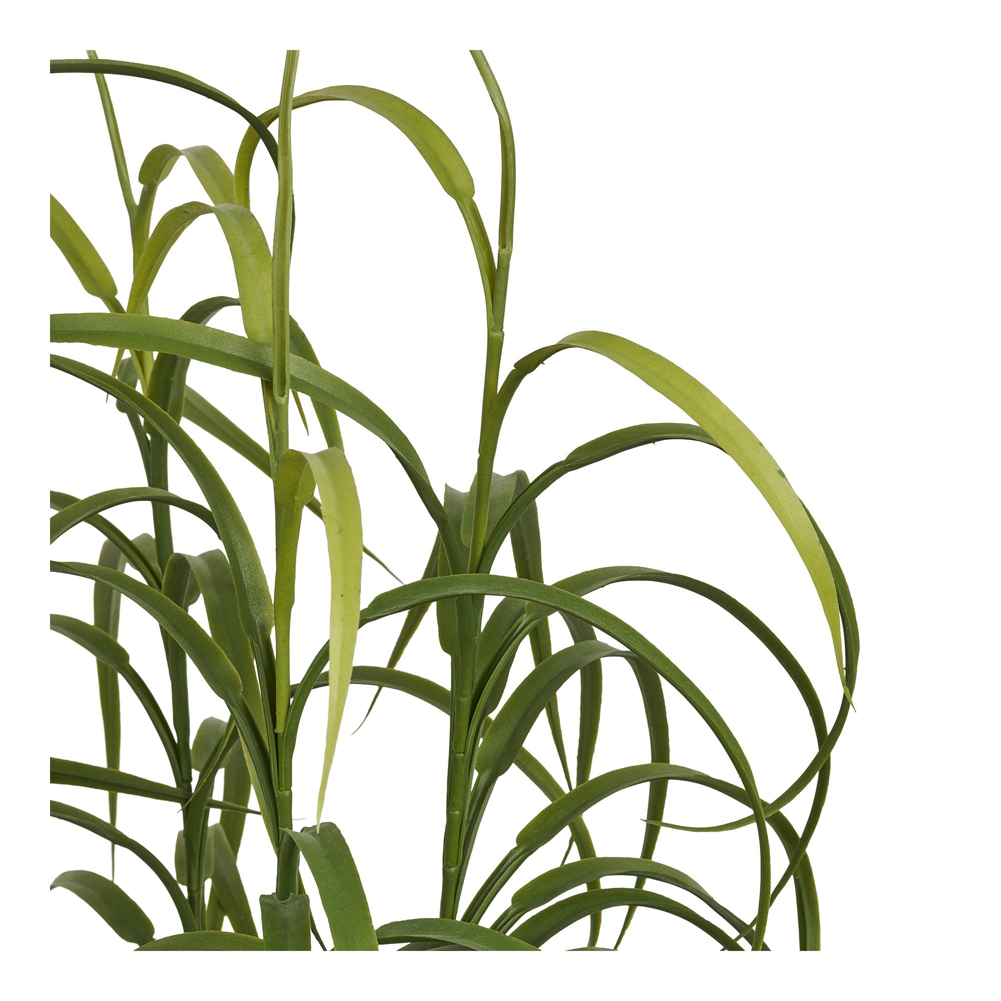 Grasplant - Plant, groen H:68 cm
