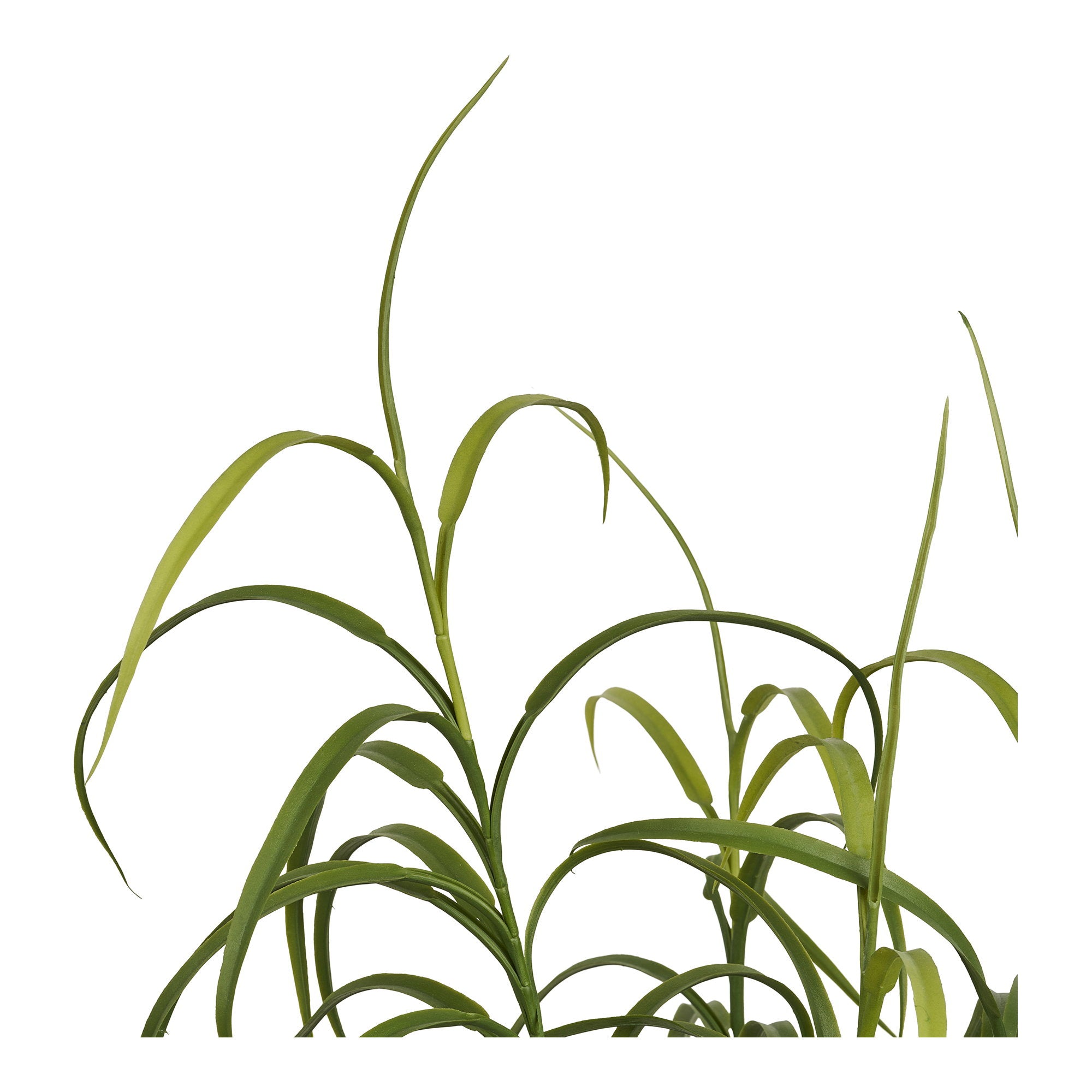 Grasplant - Plant, groen H:68 cm