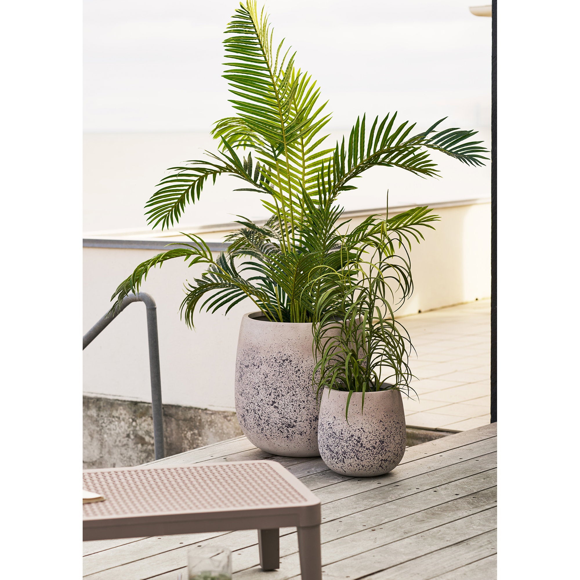 Grasplant - Plant, groen H:68 cm