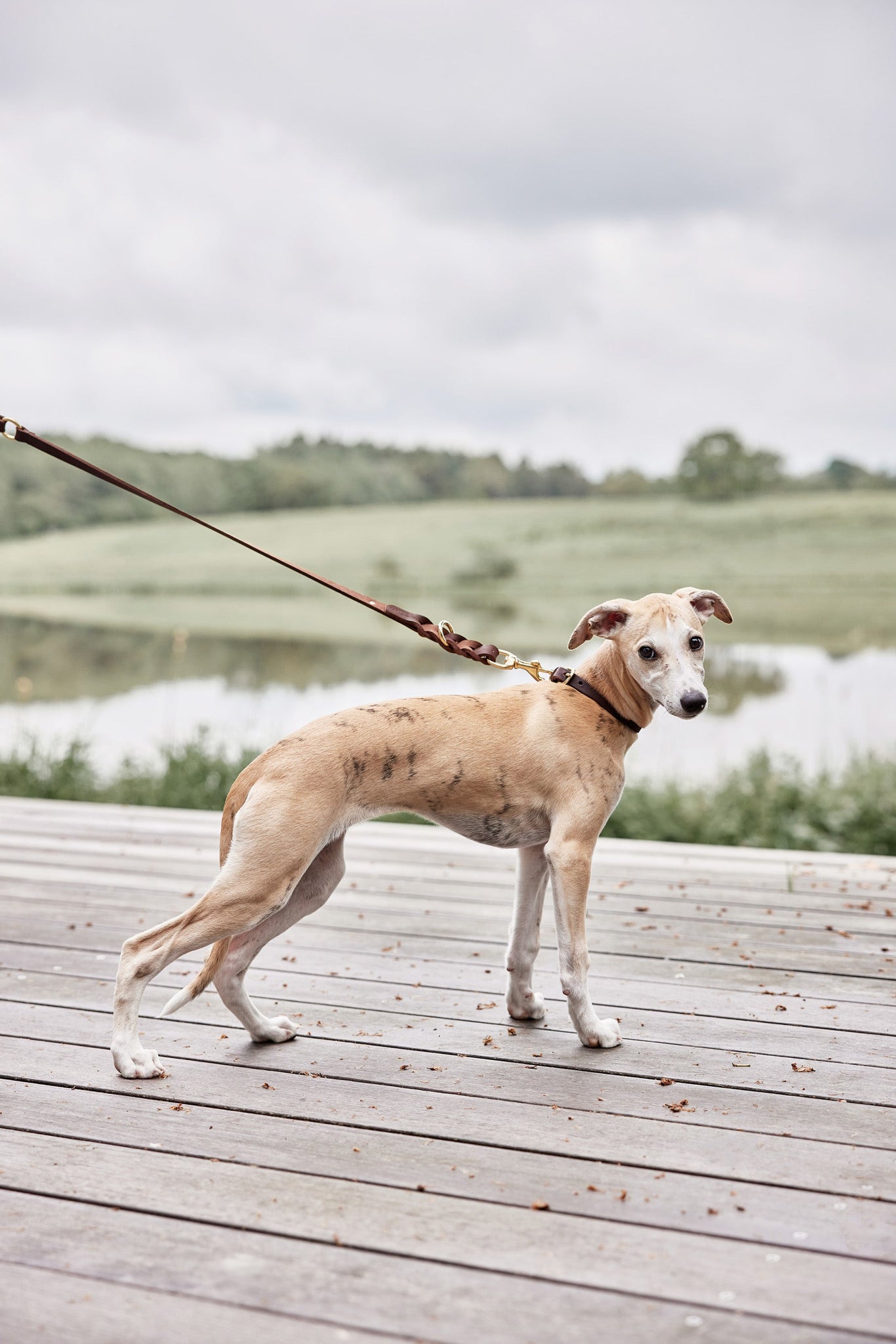 Robin hondenhalsband - groot